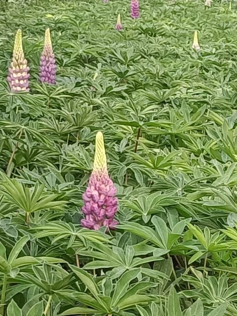精品羽扇豆鲁冰花，基地直发直销，欢迎各位老板致电洽谈！