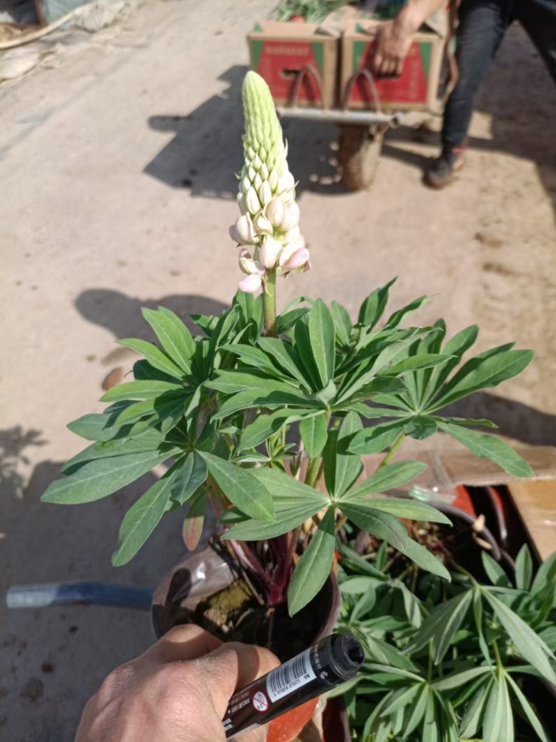 精品羽扇豆鲁冰花，基地直发直销，欢迎各位老板致电洽谈！