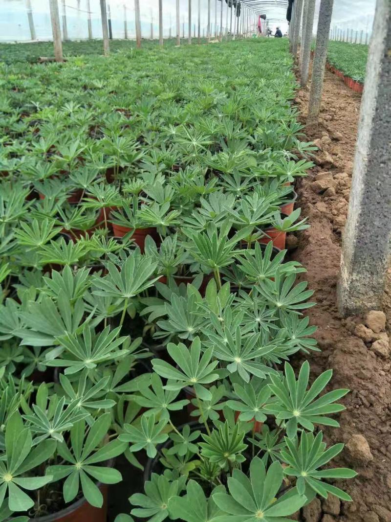精品羽扇豆鲁冰花，基地直发直销，欢迎各位老板致电洽谈！
