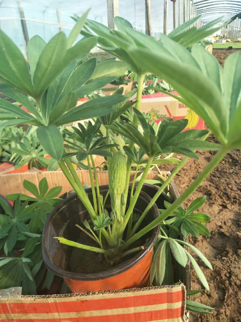 精品羽扇豆鲁冰花，基地直发直销，欢迎各位老板致电洽谈！
