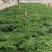 精品羽扇豆鲁冰花，基地直发直销，欢迎各位老板致电洽谈！