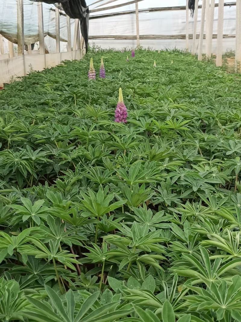 精品羽扇豆鲁冰花，基地直发直销，欢迎各位老板致电洽谈！