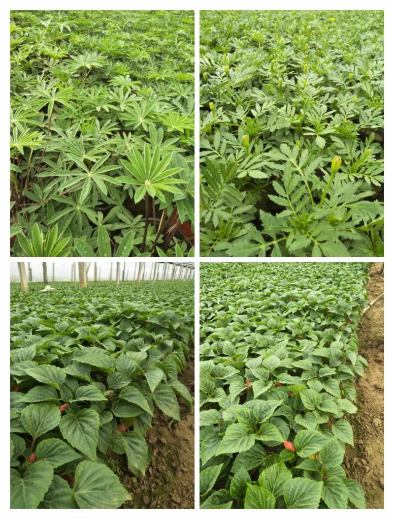 精品羽扇豆鲁冰花，基地直发直销，欢迎各位老板致电洽谈！