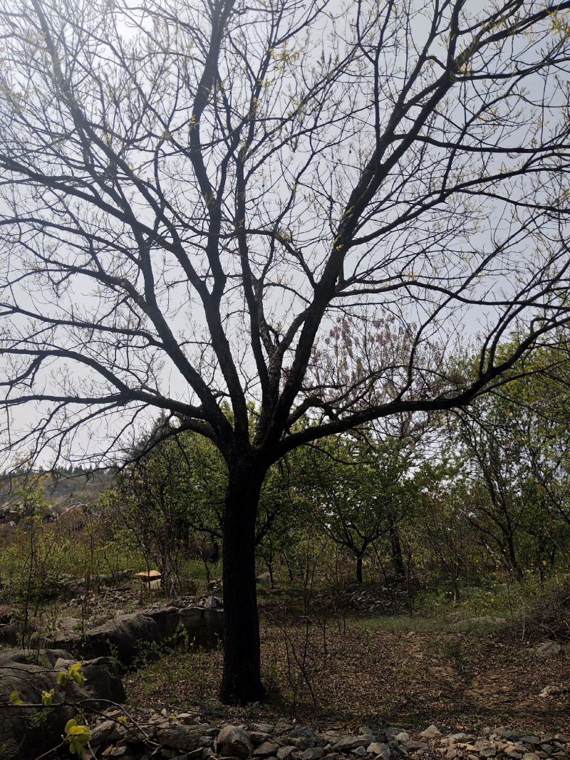 37公分黄连木一棵分支点高度2.5米冠幅8米高度8米
