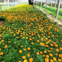 孔雀草一串红大量上市，需要联系，花海欢迎询价