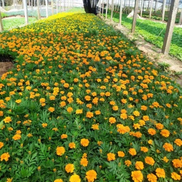孔雀草一串红大量上市，需要联系，花海欢迎询价