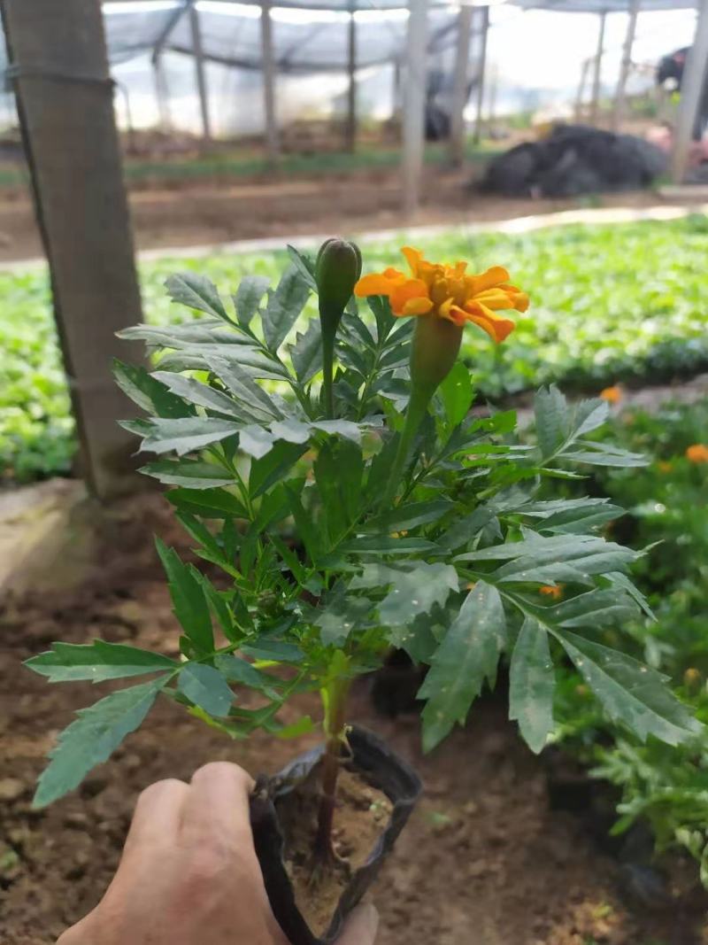 孔雀草一串红大量上市，需要联系，花海欢迎询价