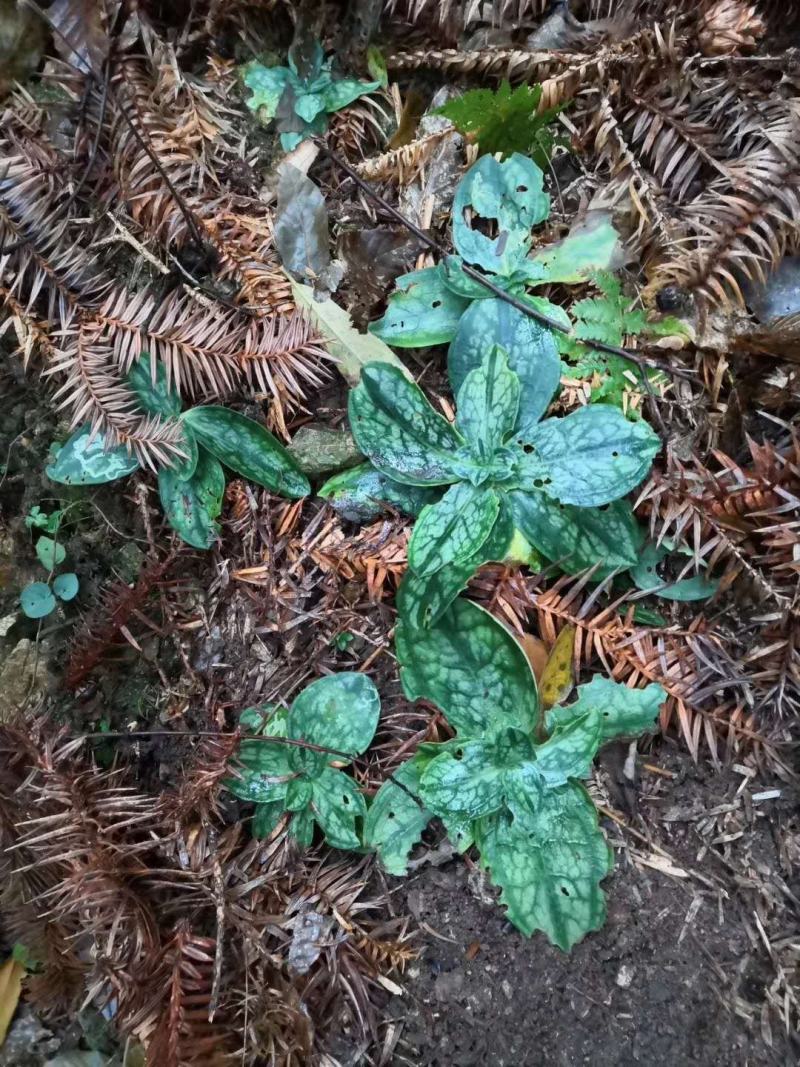 肺形草双蝴蝶野生肺形草