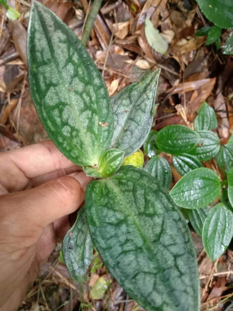 肺形草双蝴蝶野生肺形草