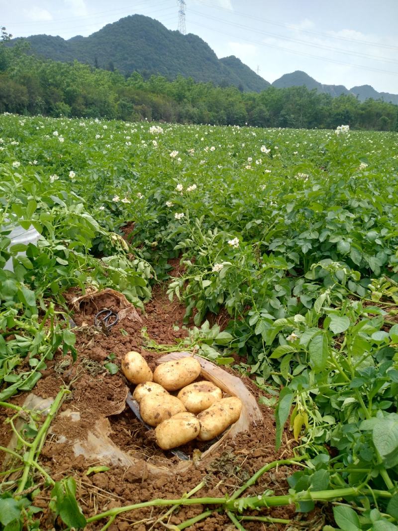 云南红土地丽薯6号精品土豆