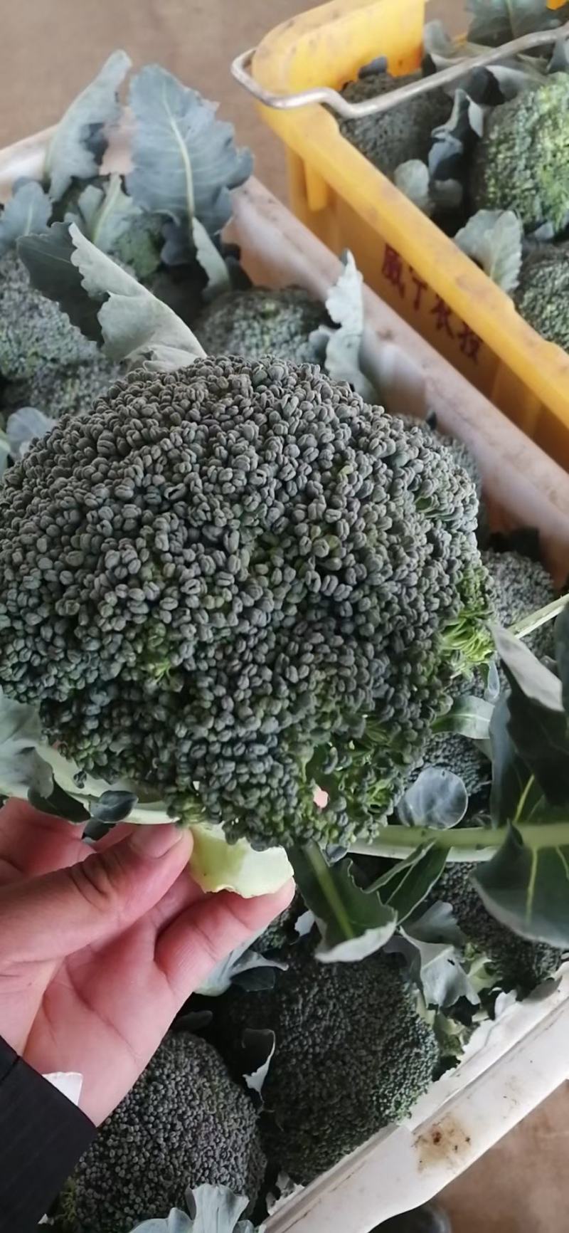 贵州西兰花