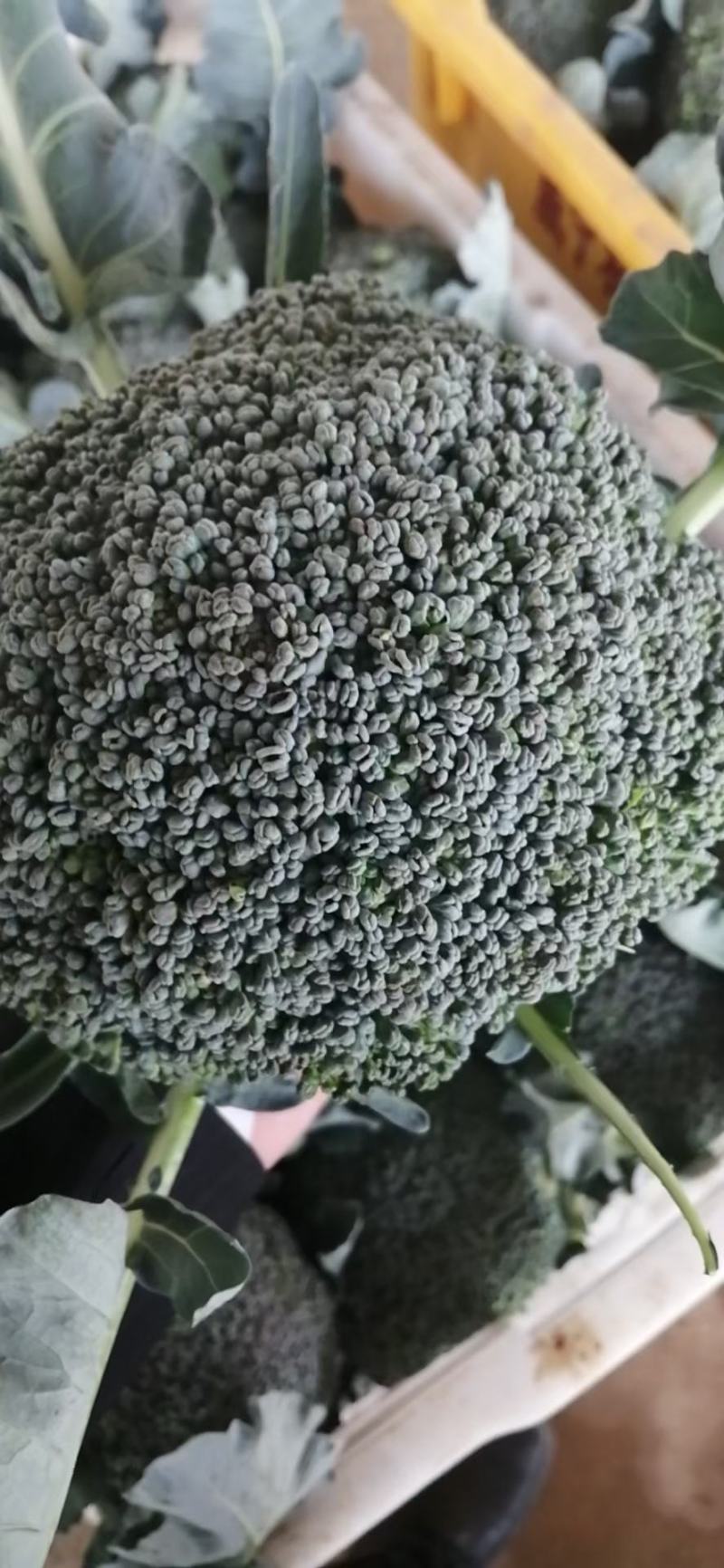 贵州西兰花