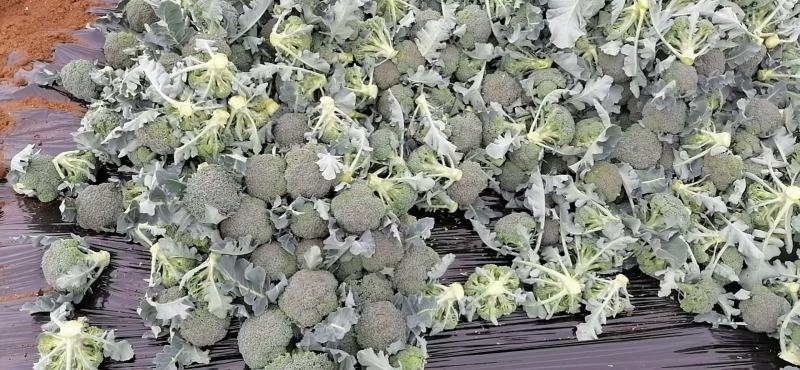 贵州西兰花