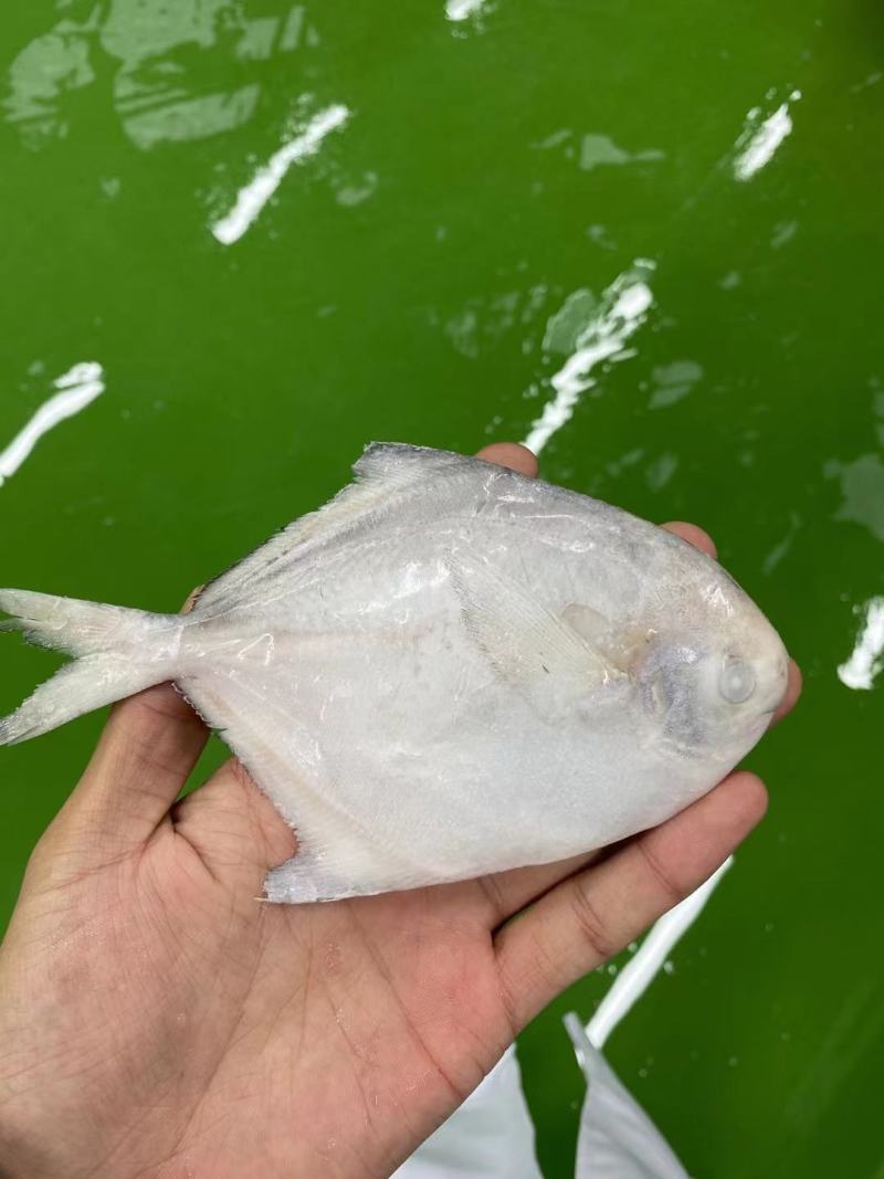 单冻鲳鱼，渤海湾鲳鱼，各种规格，欢迎前来洽谈