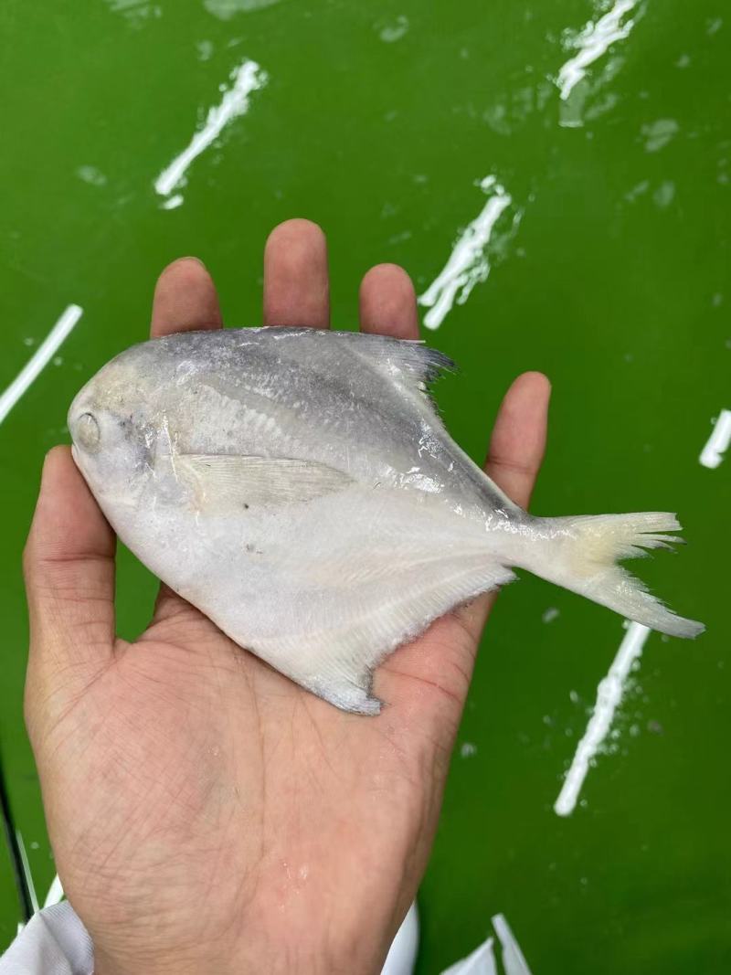 单冻鲳鱼，渤海湾鲳鱼，各种规格，欢迎前来洽谈