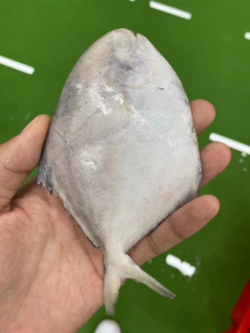 单冻鲳鱼，渤海湾鲳鱼，各种规格，欢迎前来洽谈