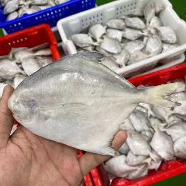 单冻鲳鱼，渤海湾鲳鱼，各种规格，欢迎前来洽谈