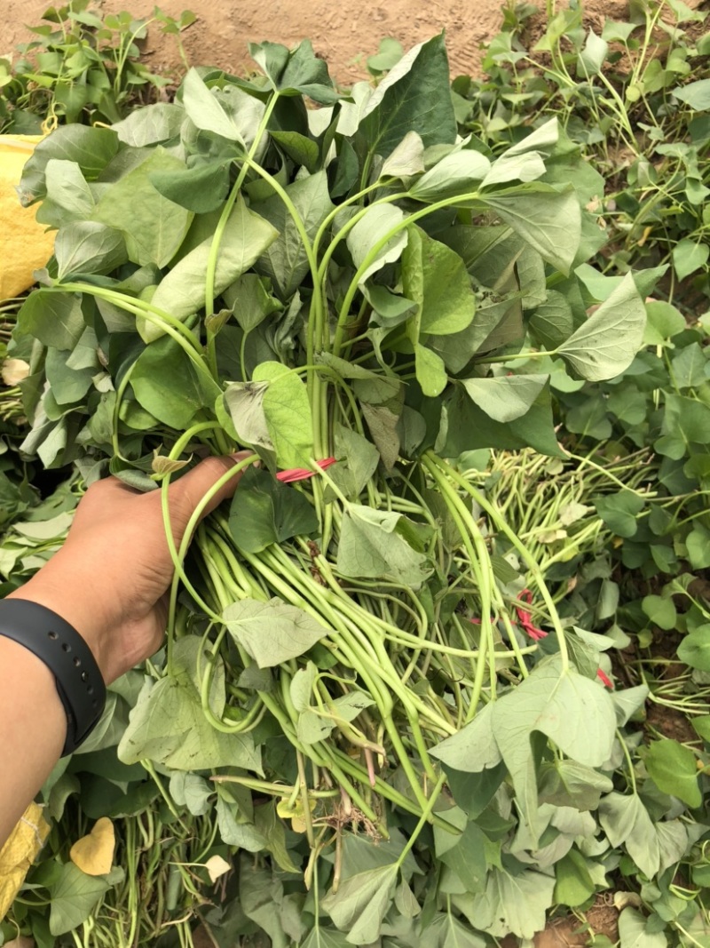蜜薯苗、蜜薯地瓜苗、蜜薯红薯苗、蜜薯、红薯苗
