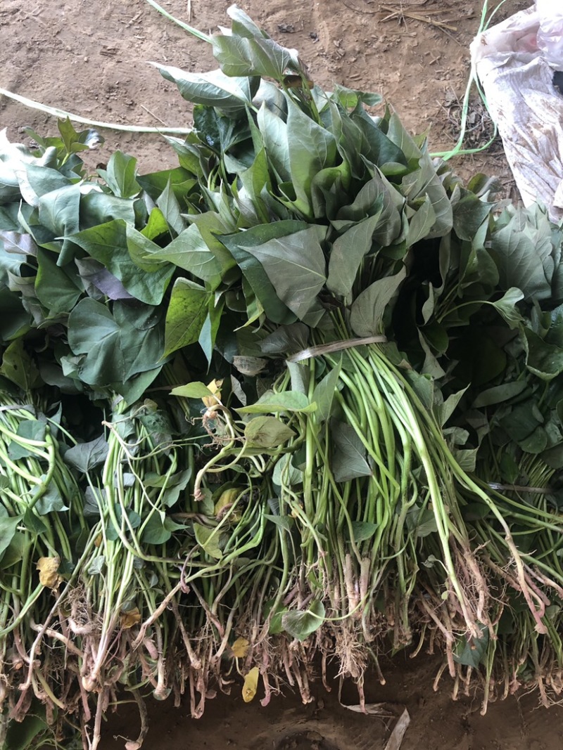 西瓜红红薯苗