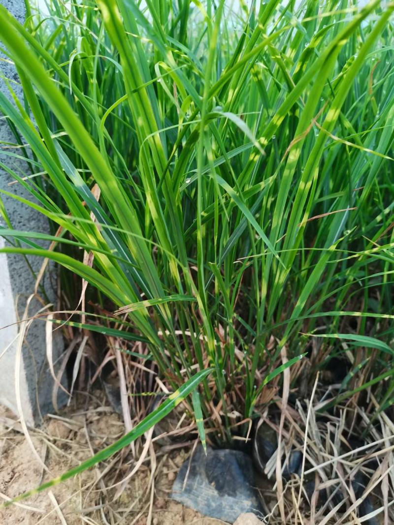 斑叶芒大量上市，基地直发直销，欢迎各位老板致
