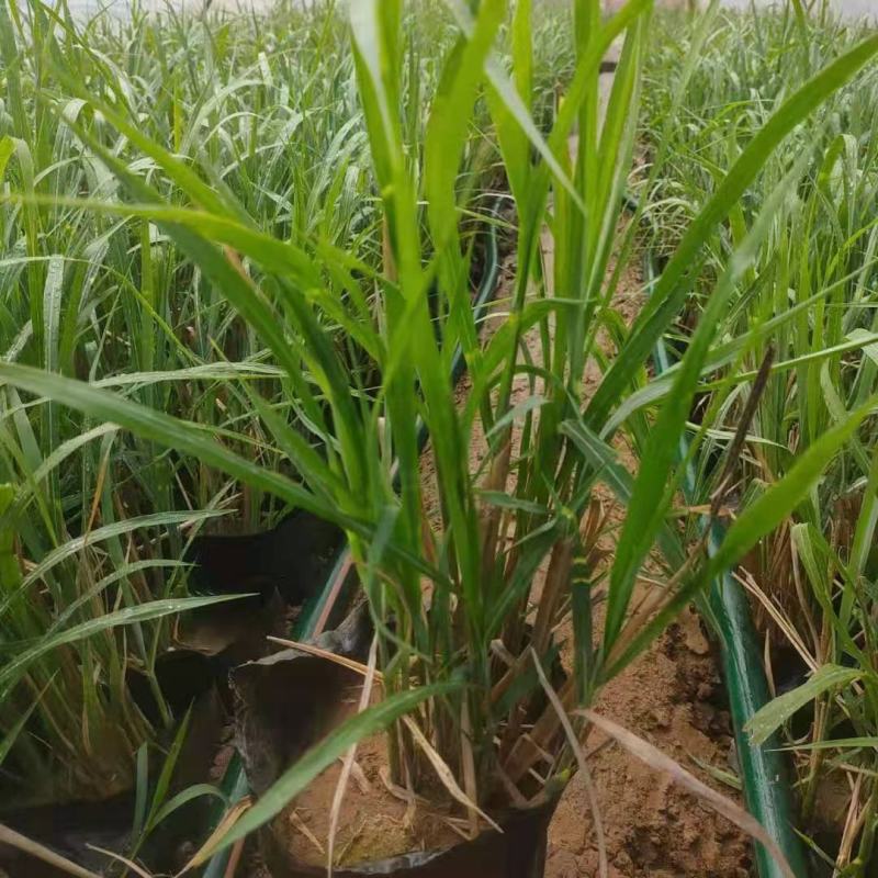 斑叶芒大量上市，基地直发直销，欢迎各位老板致