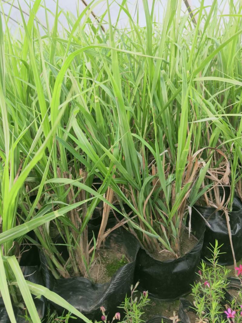 斑叶芒大量上市，基地直发直销，欢迎各位老板致