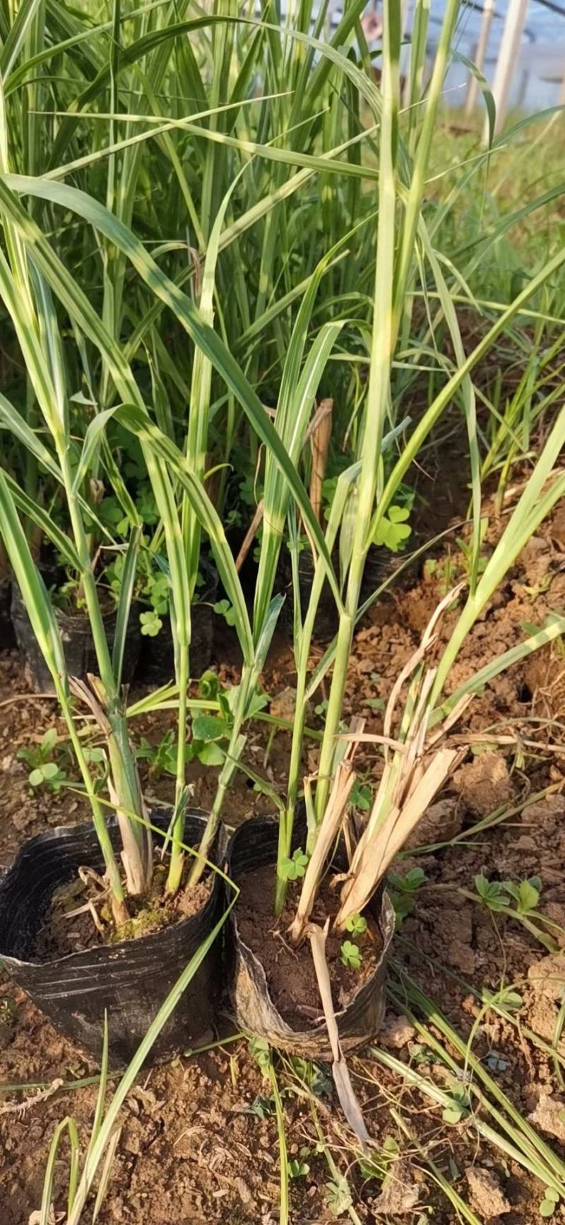 斑叶芒大量上市，基地直发直销，欢迎各位老板致