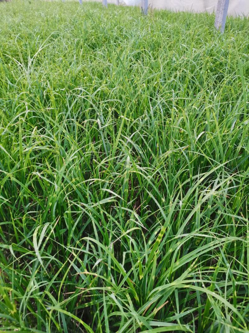 斑叶芒大量上市，基地直发直销，欢迎各位老板致