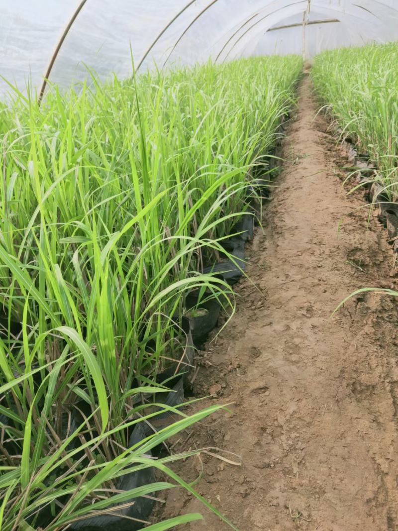 斑叶芒大量上市，基地直发直销，欢迎各位老板致