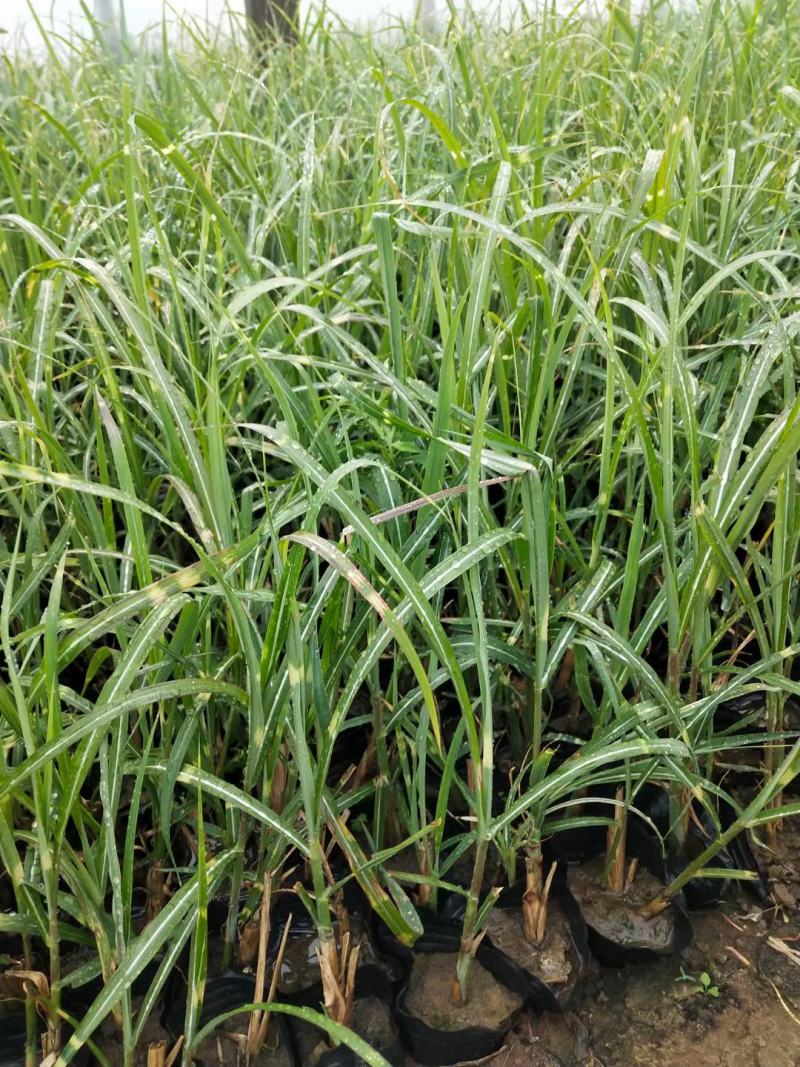 斑叶芒大量上市，基地直发直销，欢迎各位老板致