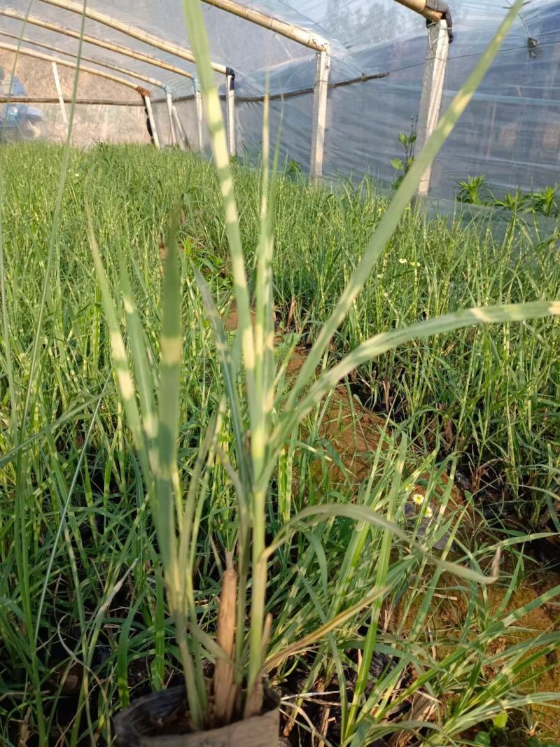 斑叶芒大量上市，基地直发直销，欢迎各位老板致