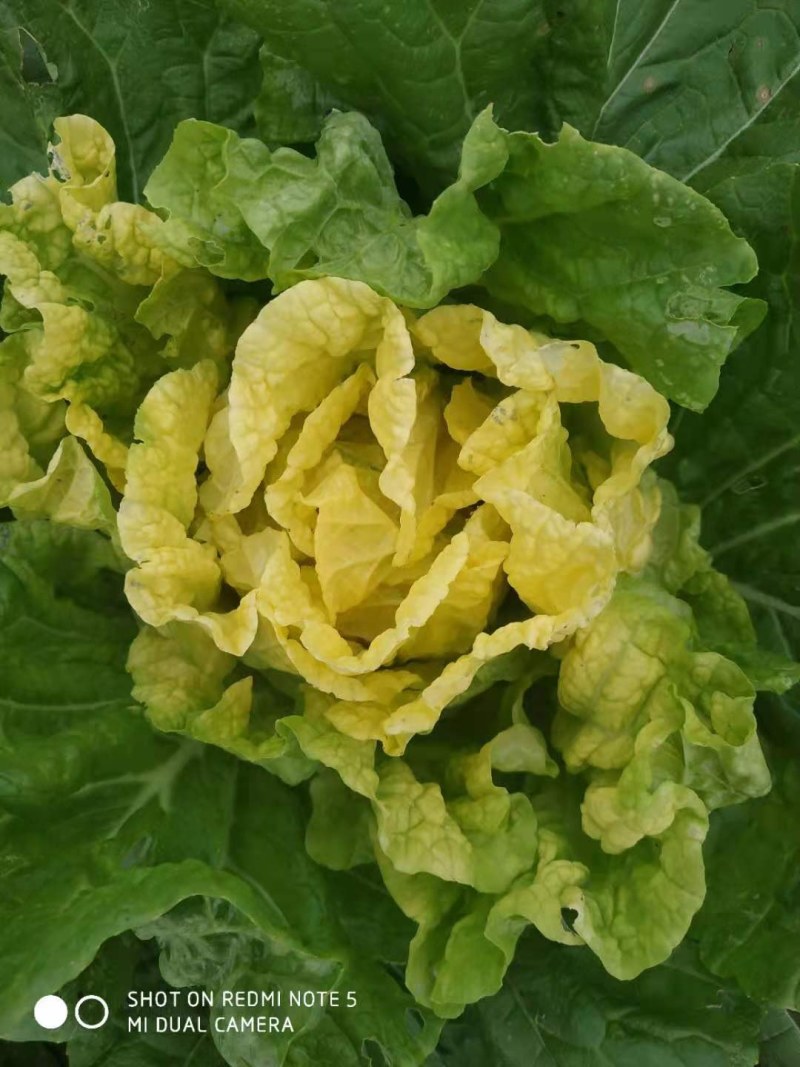 精品白菜