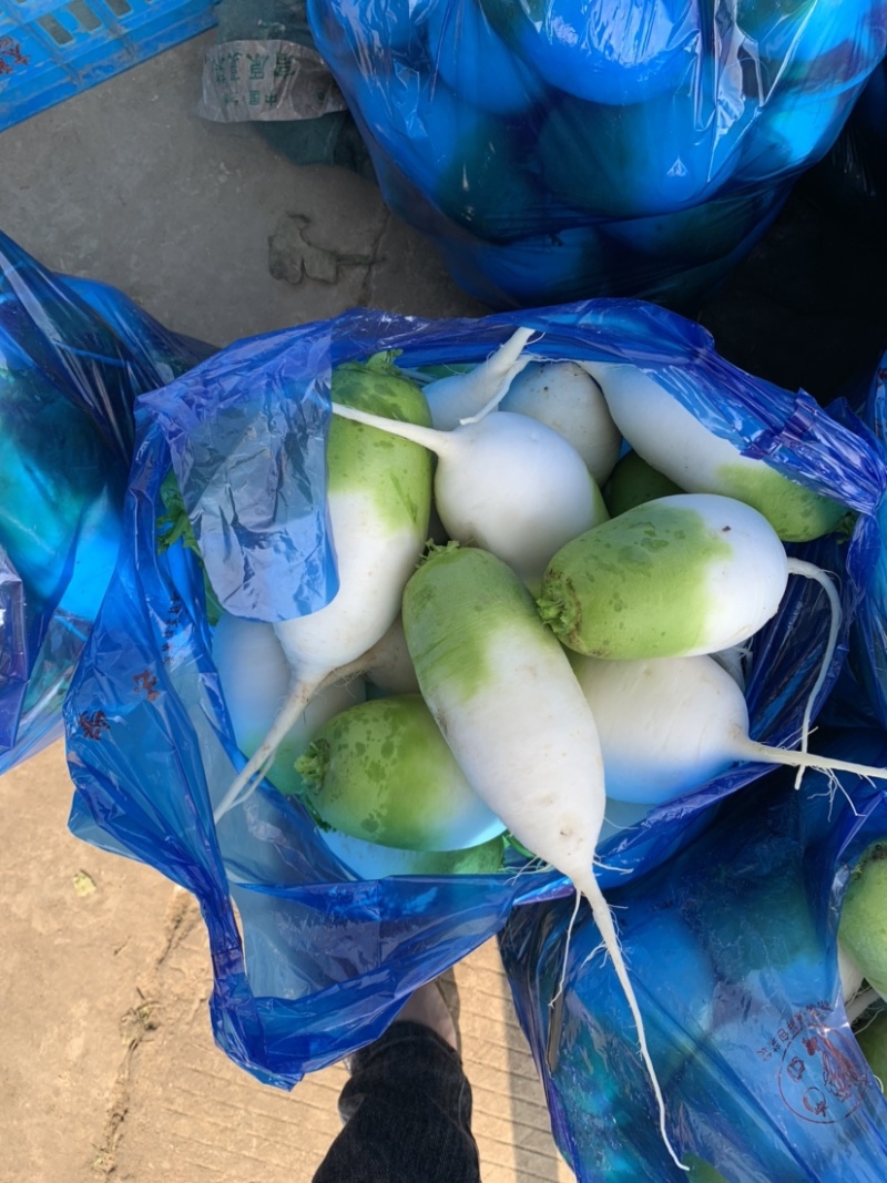 青萝卜，安徽产青萝卜光滑细腻，保证不糠心品质保障，货源充足