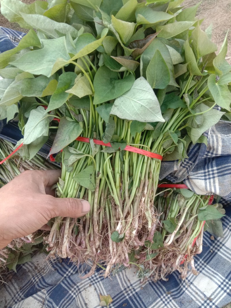 红薯苗，西瓜红优质脱毒红薯苗
