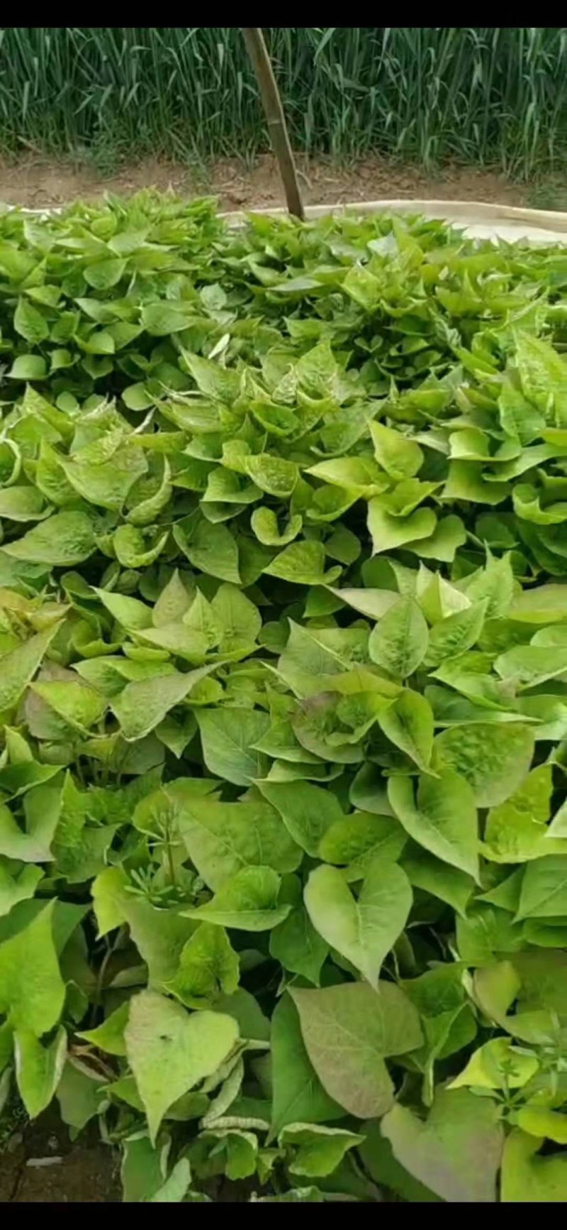 红薯苗，西瓜红优质脱毒红薯苗