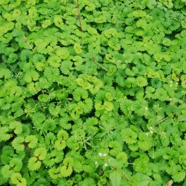 广西野生铜钱草，退骨消
