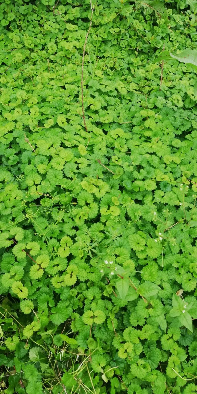 广西野生铜钱草，退骨消