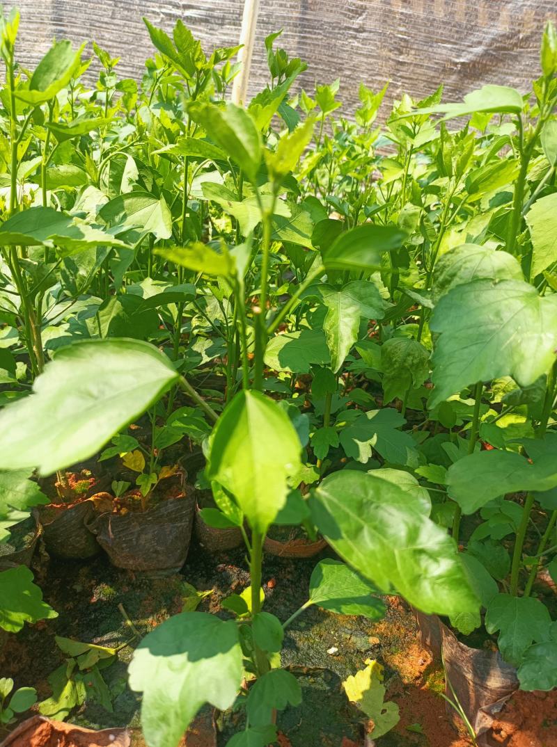 木槿木槿小袋苗中杯苗常年供应各种规格木槿