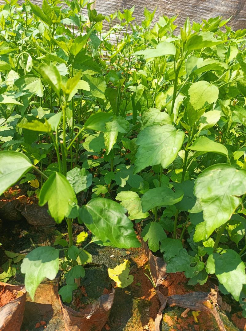 木槿木槿小袋苗中杯苗常年供应各种规格木槿