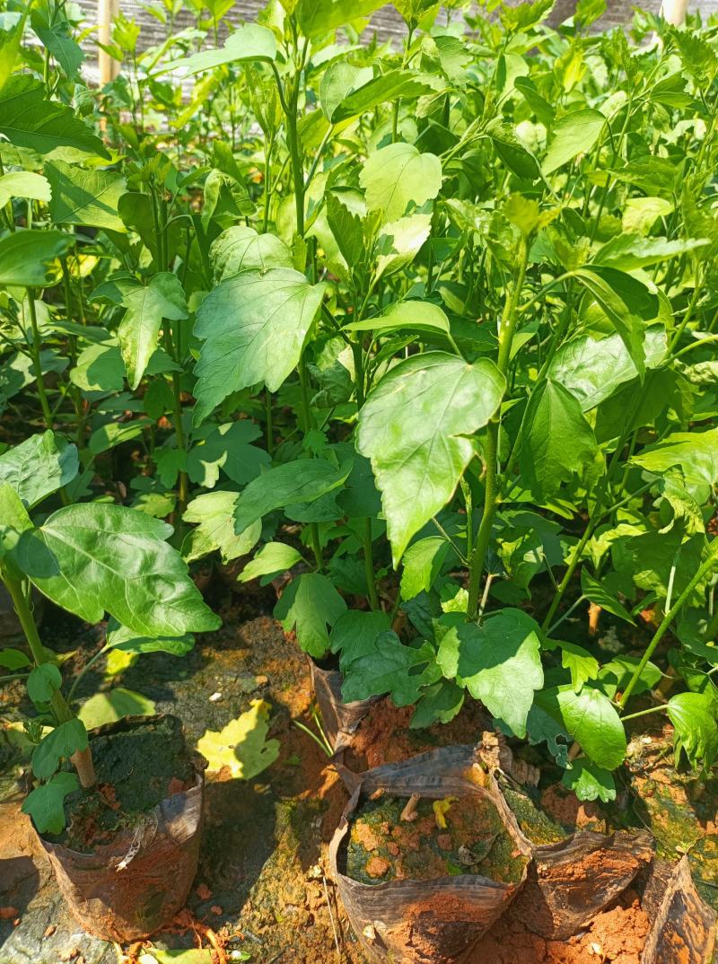 木槿木槿小袋苗中杯苗常年供应各种规格木槿