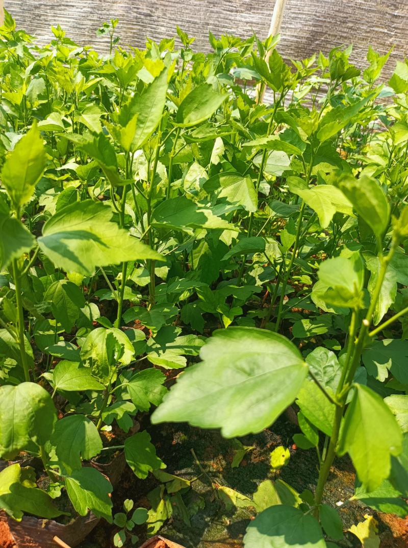 木槿木槿小袋苗中杯苗常年供应各种规格木槿