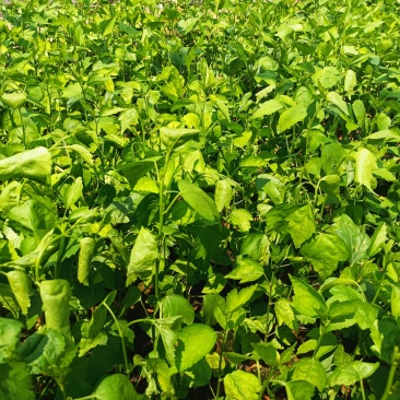 木槿木槿小袋苗中杯苗常年供应各种规格木槿