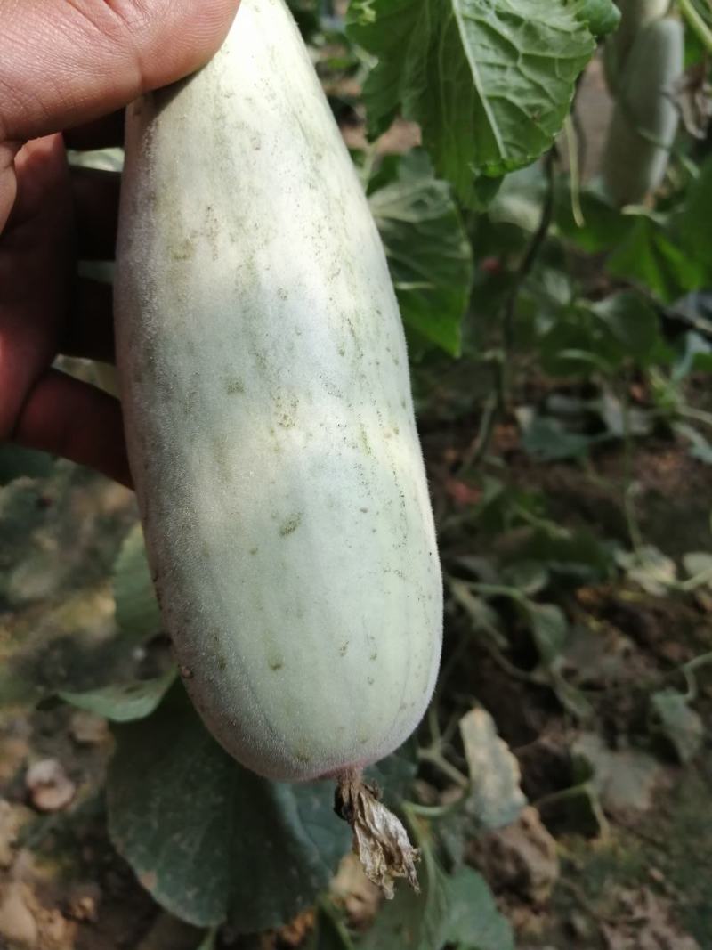 乐亭博洋六一大量上市，质量好，口感甜，需要的联系在一亩田