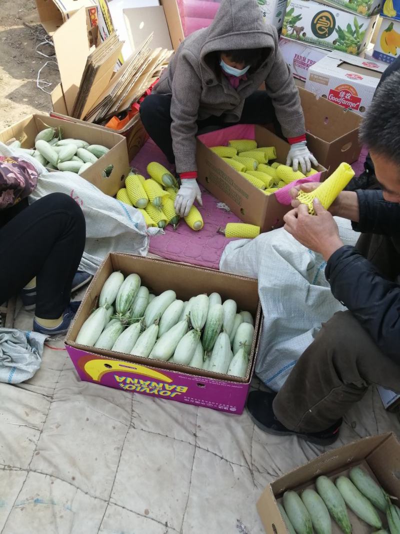 乐亭博洋六一大量上市，质量好，口感甜，需要的联系在一亩田