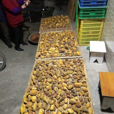 野生天然桑树桑黄干品！煮茶喝更健康，含有丰富的微量元素，