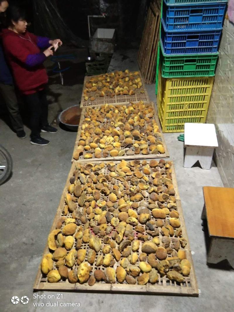 野生天然桑树桑黄干品！煮茶喝更健康，含有丰富的微量元素，