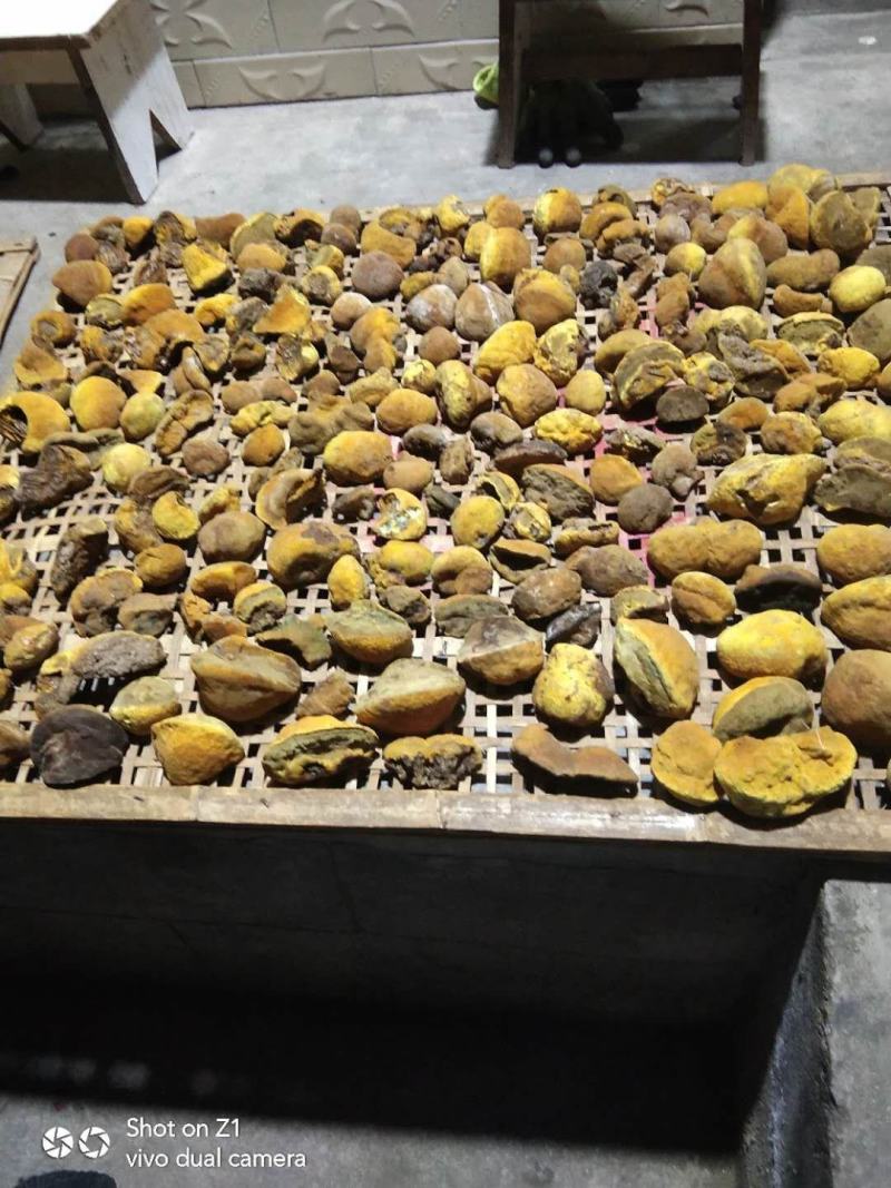 野生天然桑树桑黄干品！煮茶喝更健康，含有丰富的微量元素，