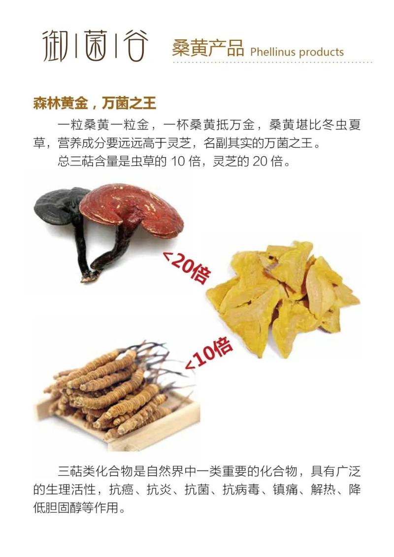 野生天然桑树桑黄干品！煮茶喝更健康，含有丰富的微量元素，