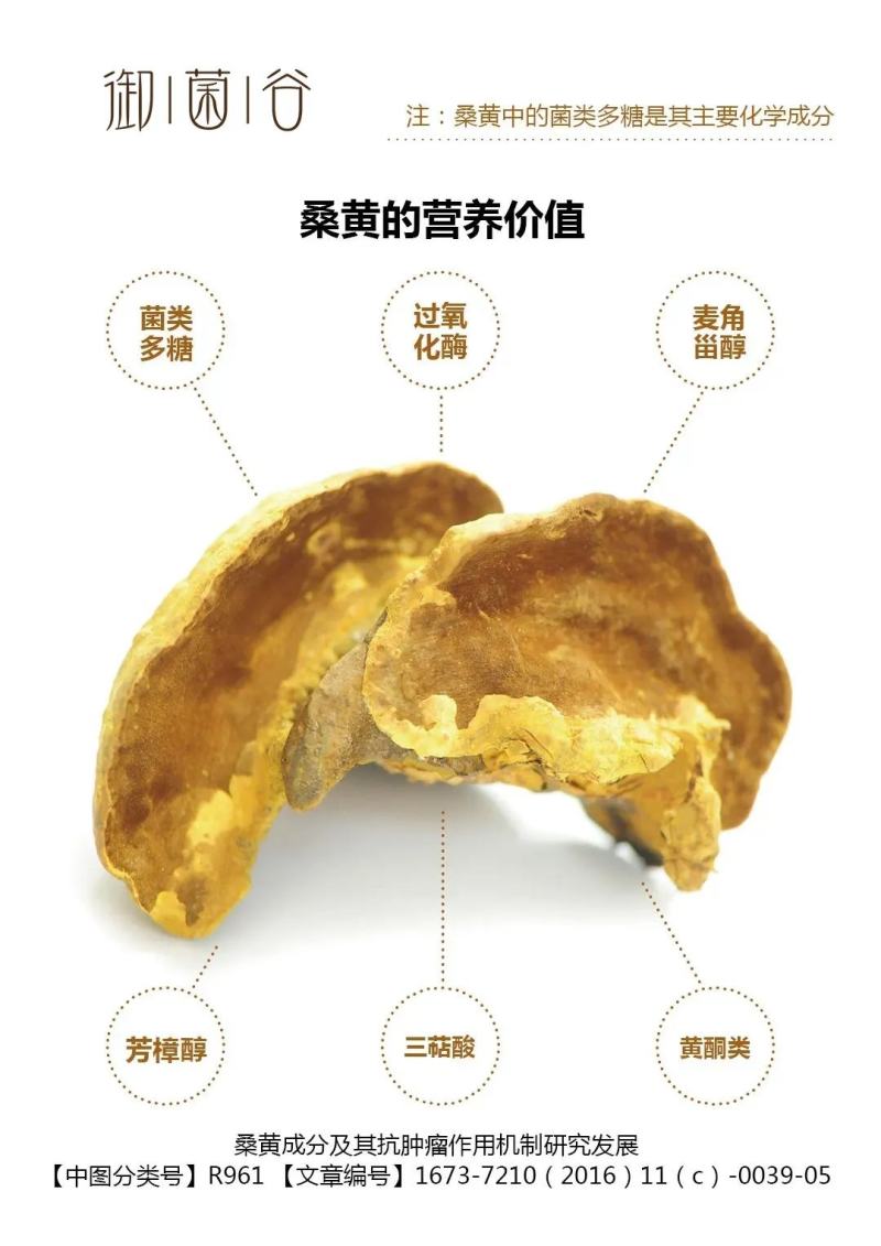 野生天然桑树桑黄干品！煮茶喝更健康，含有丰富的微量元素，