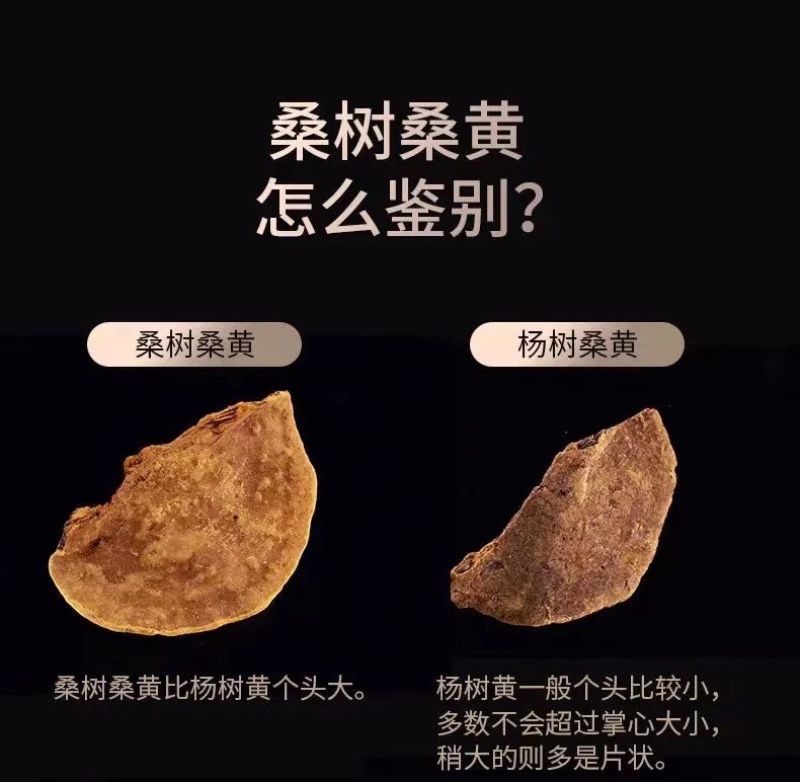 野生天然桑树桑黄干品！煮茶喝更健康，含有丰富的微量元素，